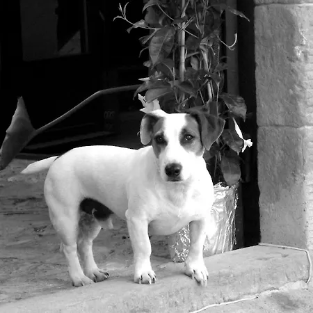 Farm stay Rignana Estate Greve in Chianti